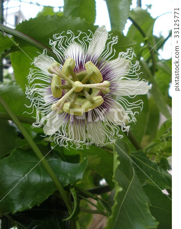 Passion Fruit Flower (Vertical) Passion Fruit Flower (Vertical) 33125771