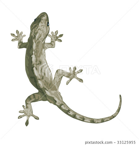 Gecko Gecko 33125955