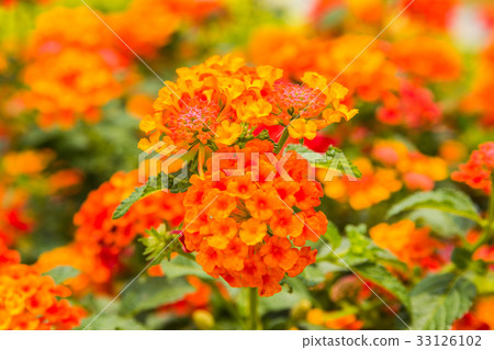 Beautiful Colorful Hedge Flower, Weeping Lantana 33126102