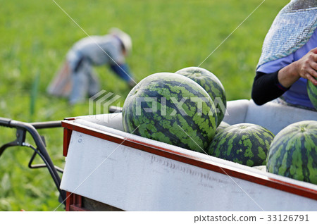 Harvest of watermelon 33126791