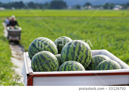 Harvest of watermelon 33126792