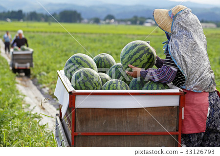 Harvest of watermelon Harvest of watermelon 33126793