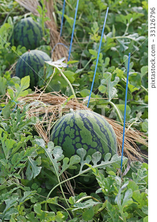 Harvest of watermelon Harvest of watermelon 33126796
