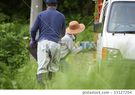 Preparation of rice planting rice seedlings Preparation of rice planting rice seedlings 33127204
