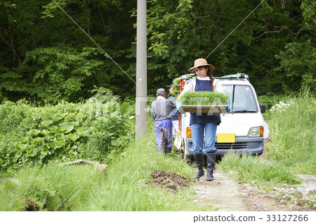 Men and women preparing to plant rice 33127266
