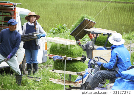 Preparation of rice planting rice seedlings 33127272