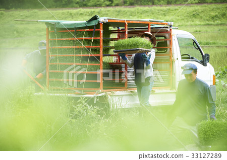 Men and women preparing to plant rice 33127289