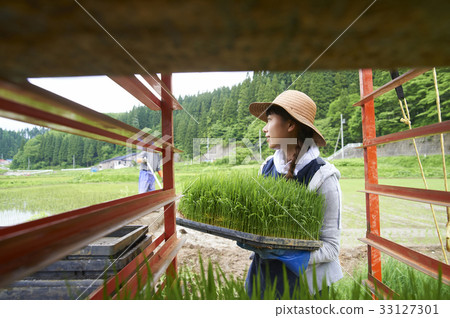 水稻種植水稻幼苗的製備 33127301