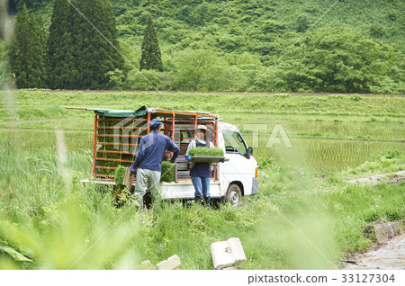 Men and women preparing to plant rice Men and women preparing to plant rice 33127304