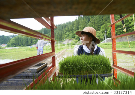 Preparation of rice planting rice seedlings 33127314