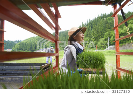 水稻種植水稻幼苗的製備 33127320