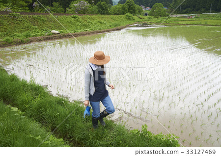 Farming woman rice planting break 33127469