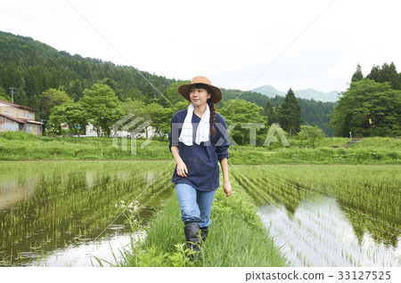 Farming woman rice planting break Farming woman rice planting break 33127525