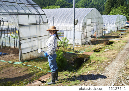 Women who manage the growth of seedlings 33127541
