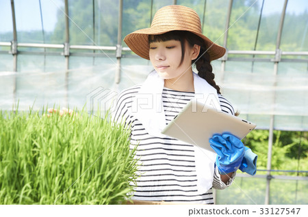 塑料溫室水稻幼苗的發展 33127547