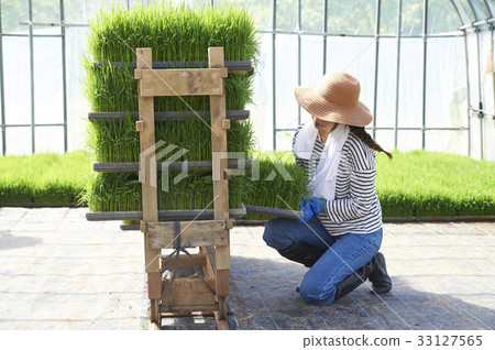 Plastic greenhouse rice seedling shipping preparation 33127565