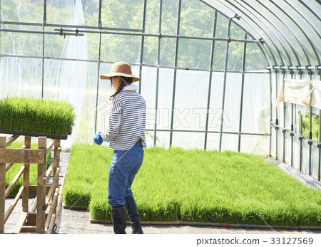 Plastic greenhouse rice seedling shipping preparation 33127569