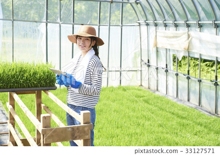 Development of plastic greenhouse rice seedlings Development of plastic greenhouse rice seedlings 33127571