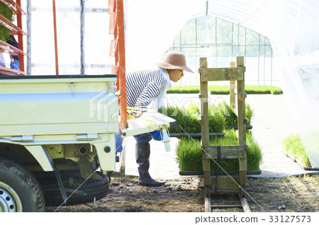 Plastic greenhouse rice seedling shipping preparation Plastic greenhouse rice seedling shipping preparation 33127573