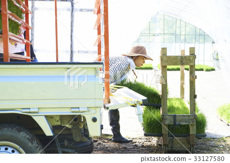 塑料溫室水稻幼苗運輸準備 33127580