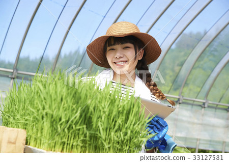 塑料溫室水稻幼苗的發展 33127581