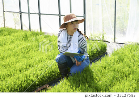 Development of plastic greenhouse rice seedlings 33127582
