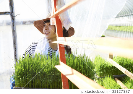 Plastic greenhouse rice seedling shipping preparation 33127587
