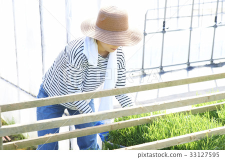 Plastic greenhouse rice seedling shipping preparation Plastic greenhouse rice seedling shipping preparation 33127595