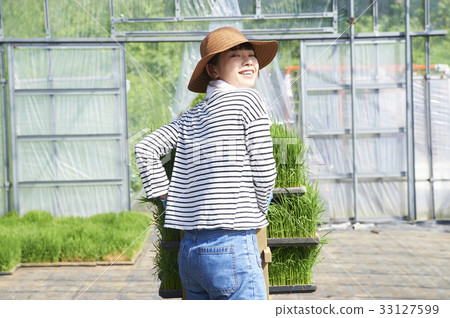 Plastic greenhouse rice seedling shipping preparation 33127599