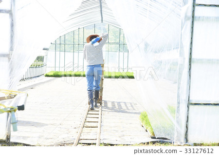 Plastic greenhouse rice seedling shipping preparation Plastic greenhouse rice seedling shipping preparation 33127612