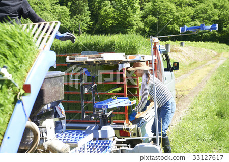 準備的婦女種植米 33127617