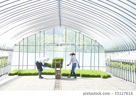 塑料溫室水稻幼苗運輸準備 33127618