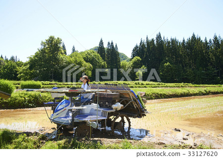 Woman driving rice planter 33127620