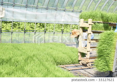 Plastic greenhouse rice seedling shipping preparation Plastic greenhouse rice seedling shipping preparation 33127621