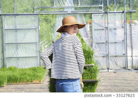 Plastic greenhouse rice seedling shipping preparation Plastic greenhouse rice seedling shipping preparation 33127623