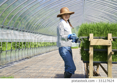 Plastic greenhouse rice seedling shipping preparation 33127624