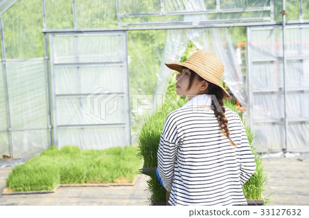 Plastic greenhouse rice seedling shipping preparation Plastic greenhouse rice seedling shipping preparation 33127632