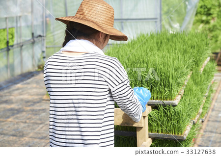 Plastic greenhouse rice seedling shipping preparation 33127638