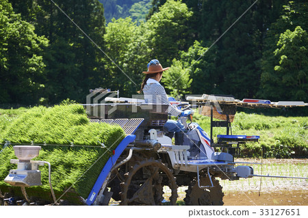 Woman driving rice planter Woman driving rice planter 33127651