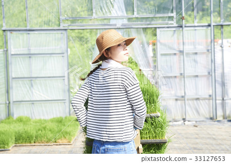 Plastic greenhouse rice seedling shipping preparation Plastic greenhouse rice seedling shipping preparation 33127653