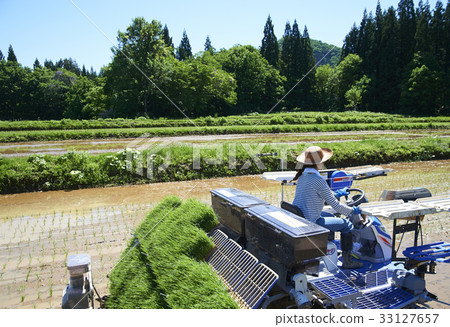 Woman driving rice planter 33127657