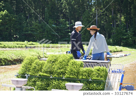 Rice planter operation 33127674