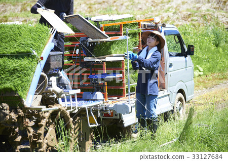 水稻種植水稻幼苗的製備 33127684