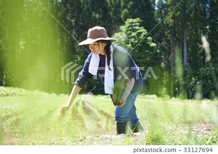 一個女人種植水稻 33127694