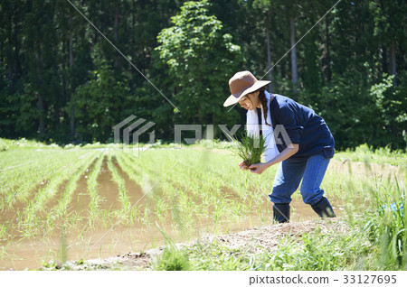 A woman planting rice A woman planting rice 33127695
