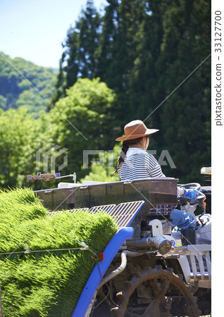 Woman driving rice planter 33127700
