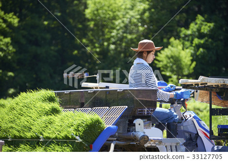 Woman driving rice planter 33127705