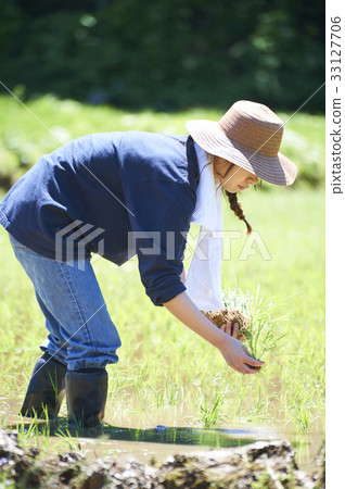 A woman planting rice 33127706