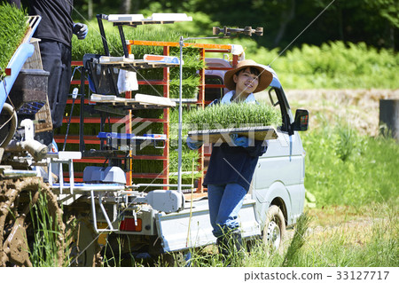 Preparation of rice planting rice seedlings Preparation of rice planting rice seedlings 33127717
