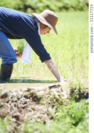 一個女人種植水稻 33127724